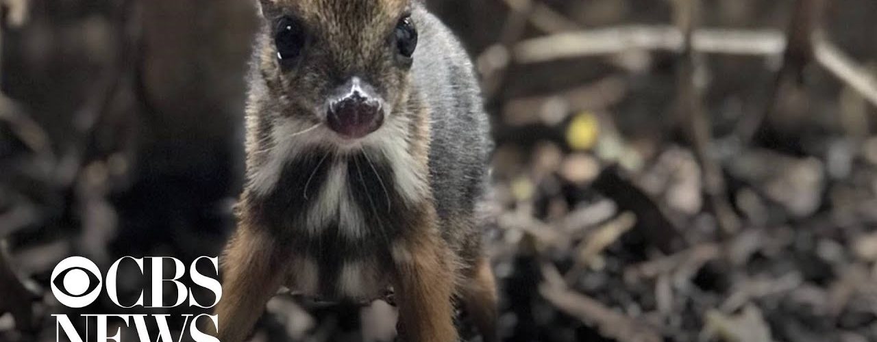 Tiny Mouse Deer Born At Bristol Zoo - Main Stream Videos