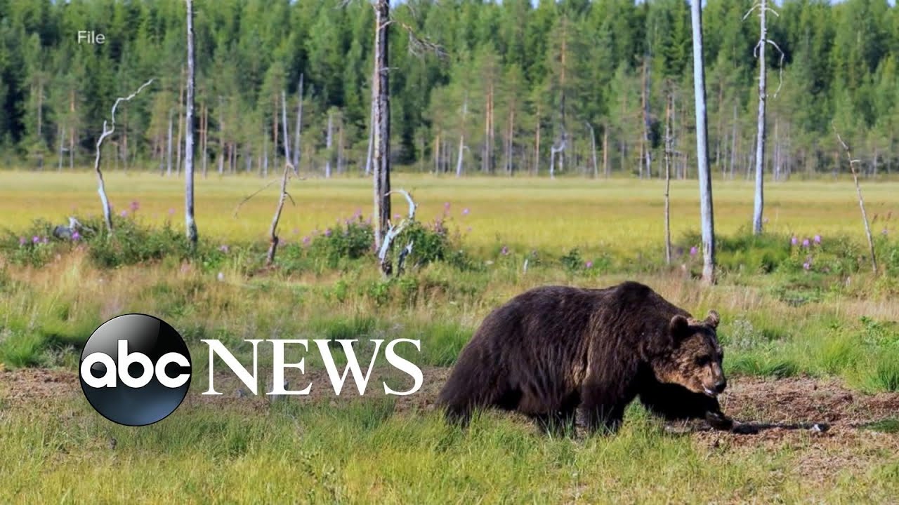 Man recovering after grizzly bear attack - Main Stream Videos