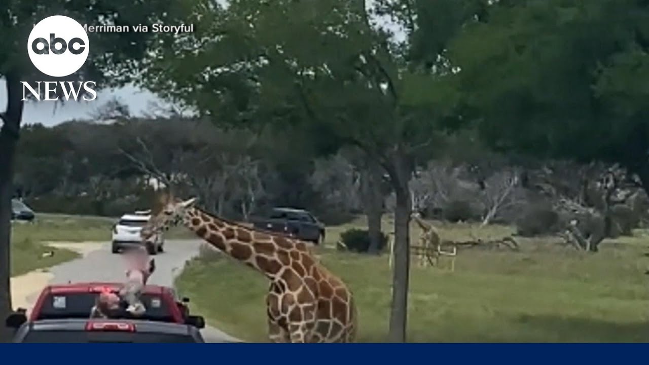 Giraffe lifts toddler out of truck Main Stream Videos